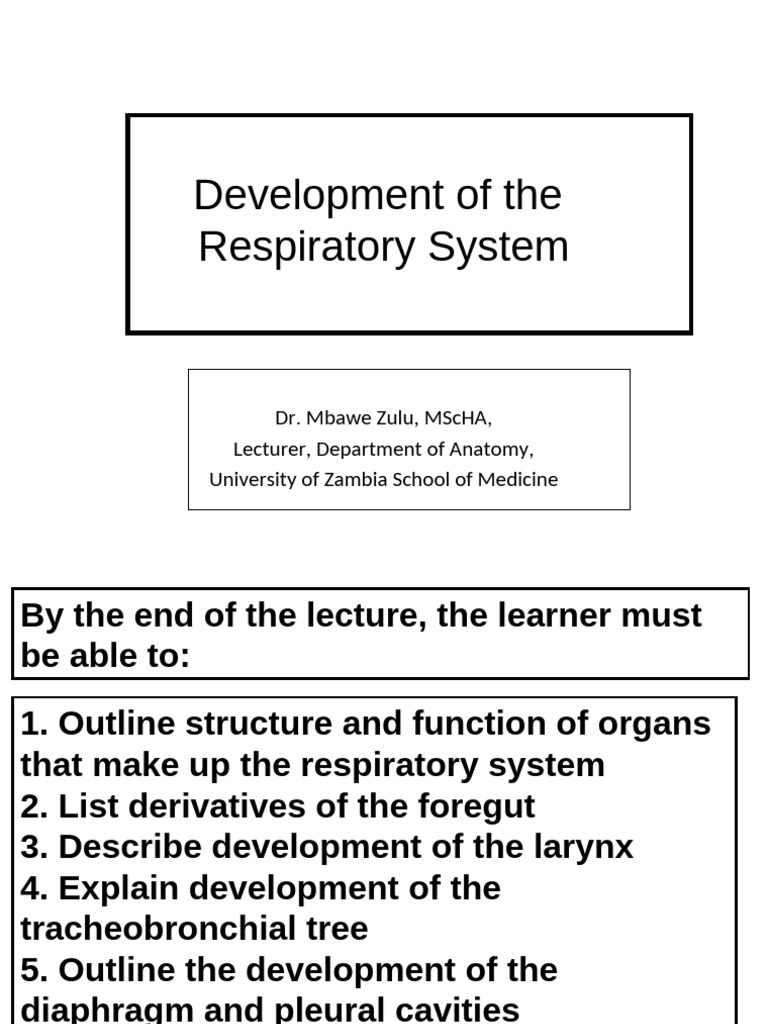 Respiratory System Development Overview | PDF | Respiratory Tract | Lung