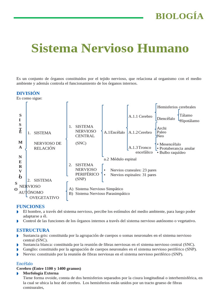 Estructura y Función del Sistema Nervioso | PDF | Sistema nervioso ...