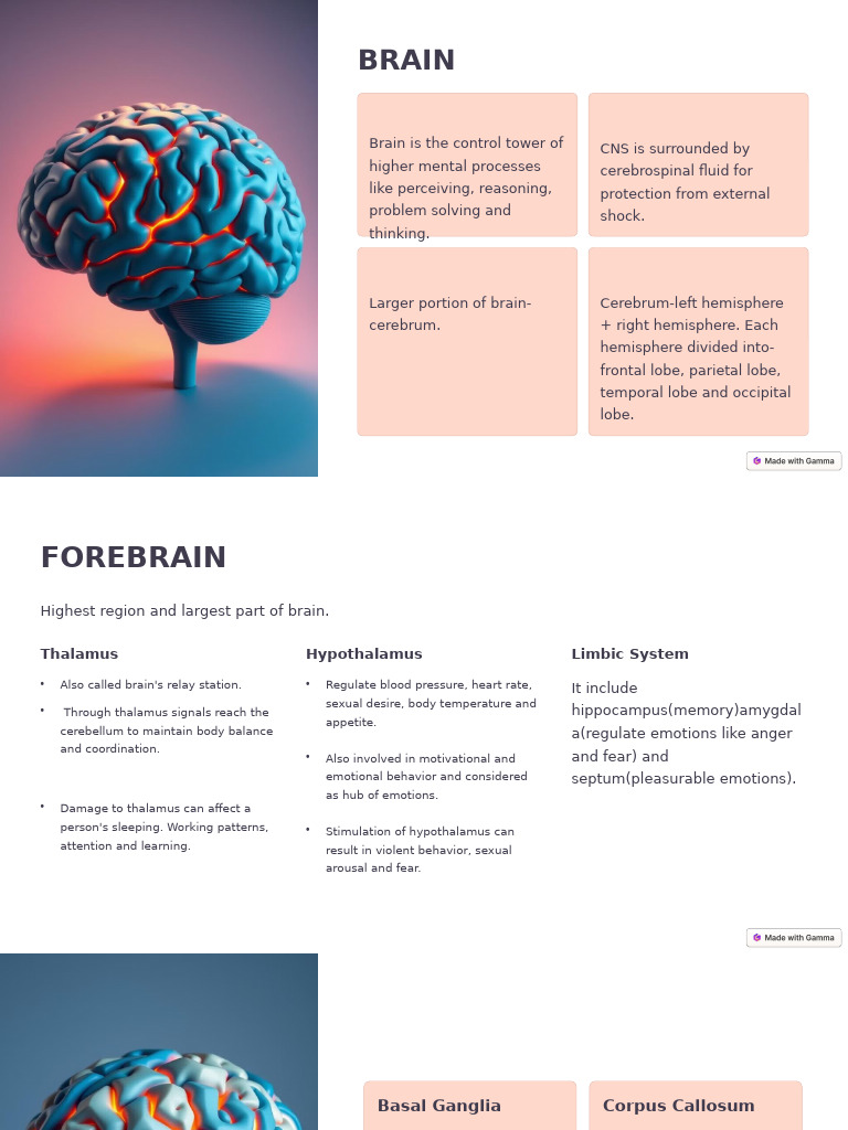 Understanding Brain Functions and Sensation | PDF | Senses | Brain