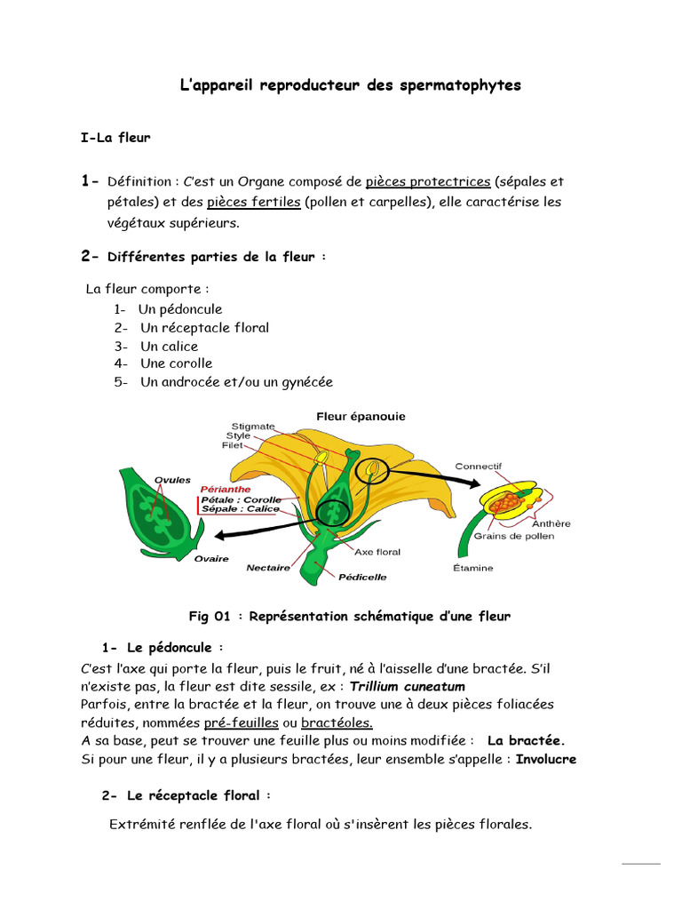Anatomie et structure de la fleur | PDF | Pétale | Fleurs