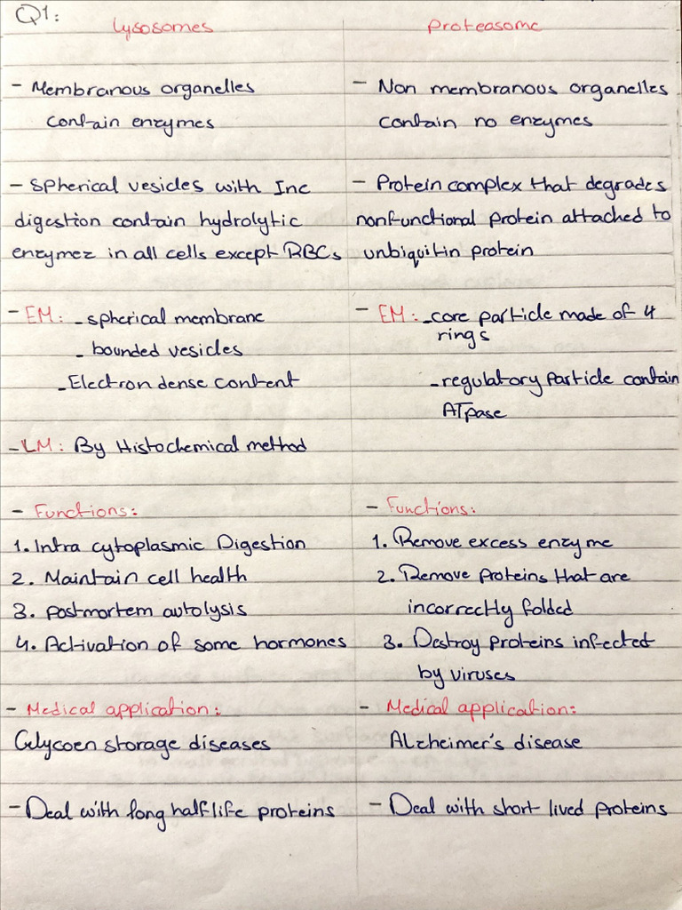 Histo Activity | PDF