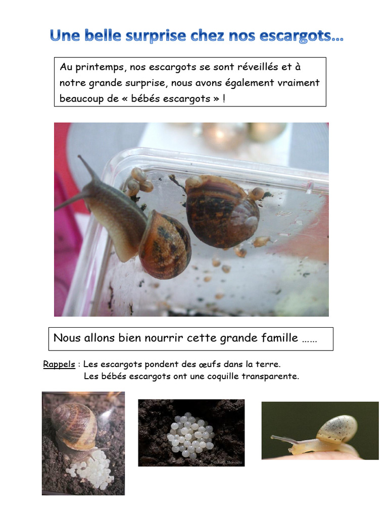 Surprise : Naissance de bébés escargots | PDF