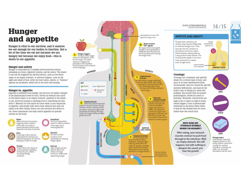 Hunger and Apetite | PDF | Appetite | Eating