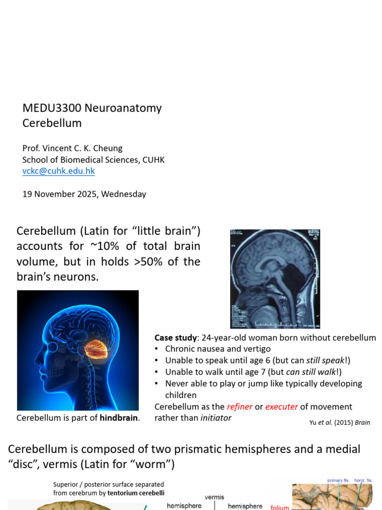 Cerebellum: Structure and Function Overview | PDF | Cerebellum | Spinal ...