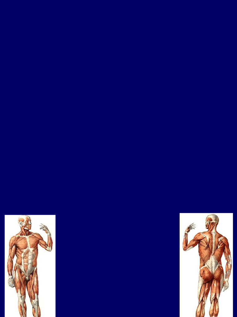 Lecture 3-General Myology. Muscles and Topography of The Head and Neck ...