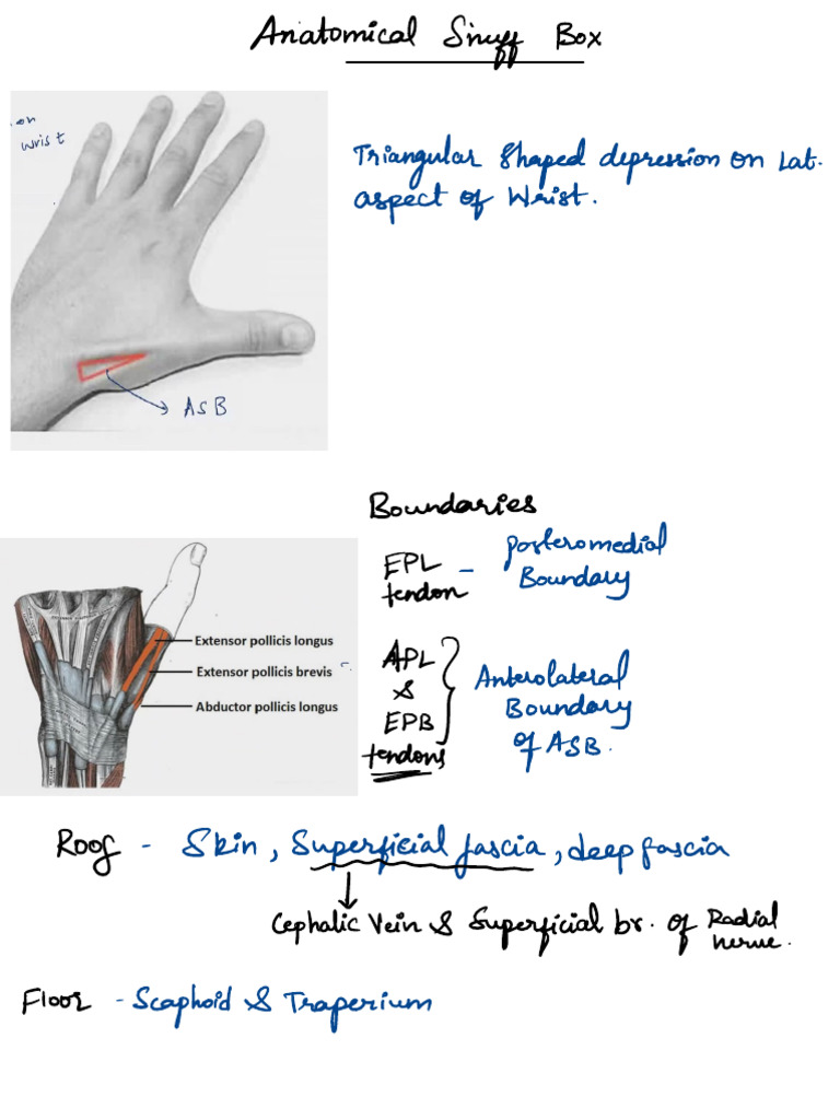 Anatomical Snuff Box Overview | PDF