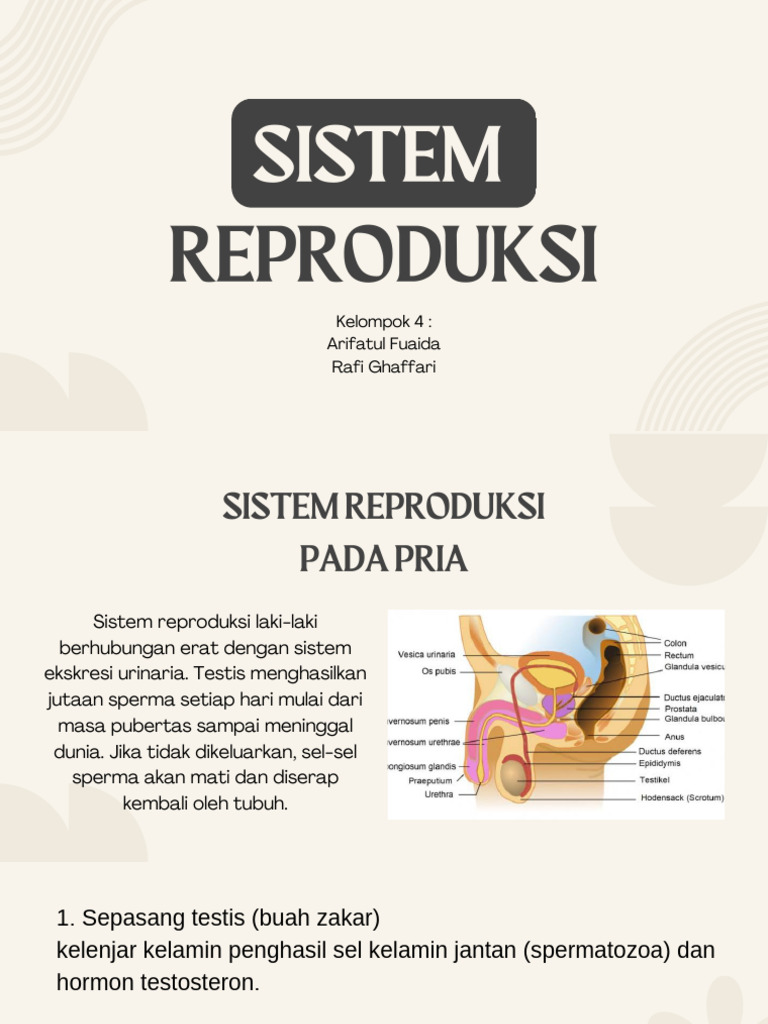 System Reproduksi | PDF