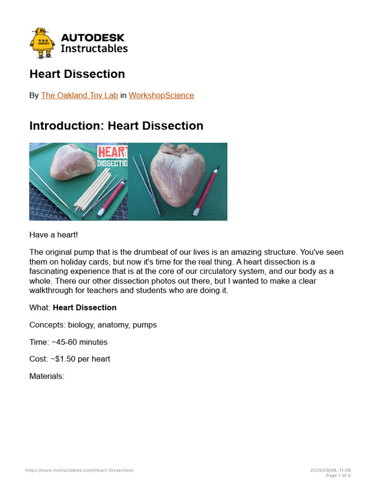 Heart Dissection Guide for Students | PDF | Heart | Vein