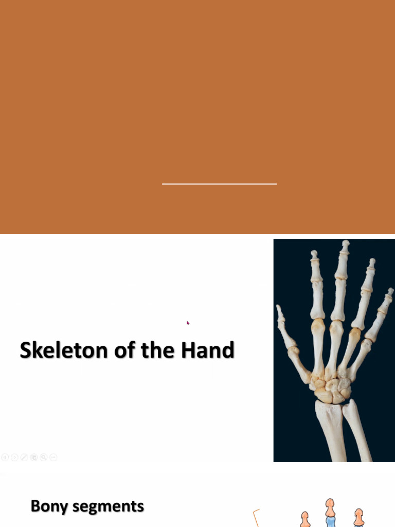 Hand Upper Limb | PDF
