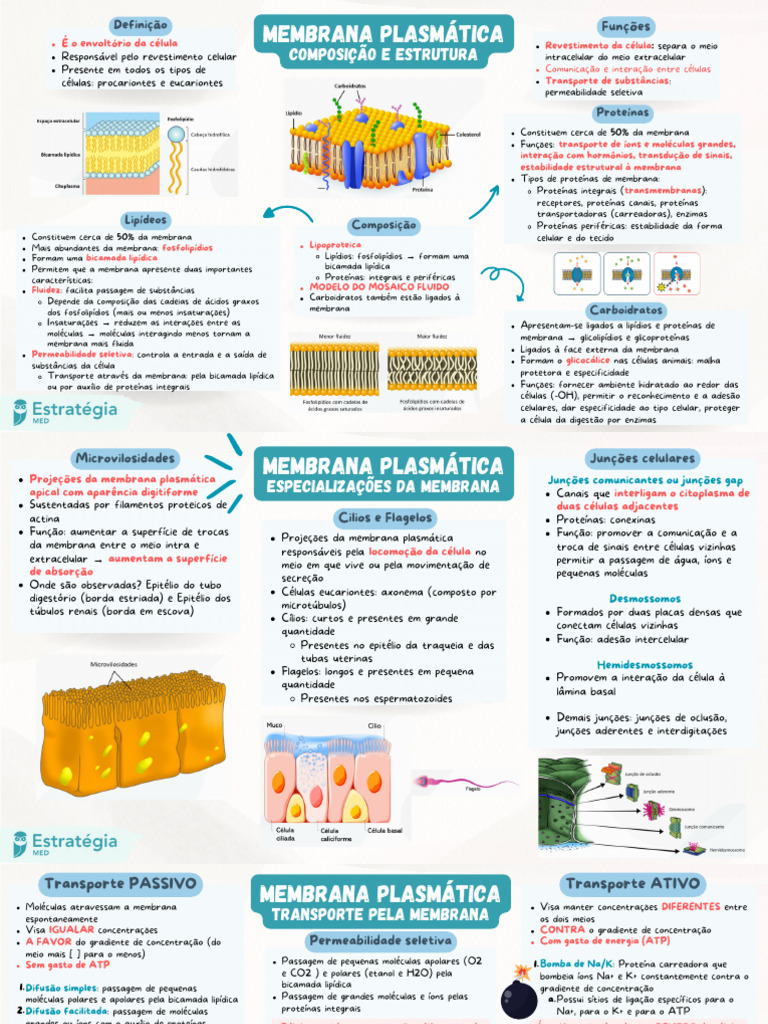 Mapa Mental Bio Mol | PDF | Gene | Meiose