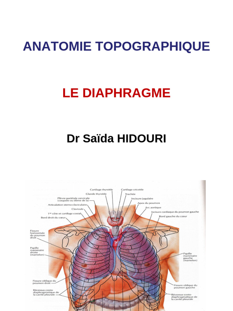 Anatomie du diaphragme et orifices clés | PDF | Anatomie des primates ...