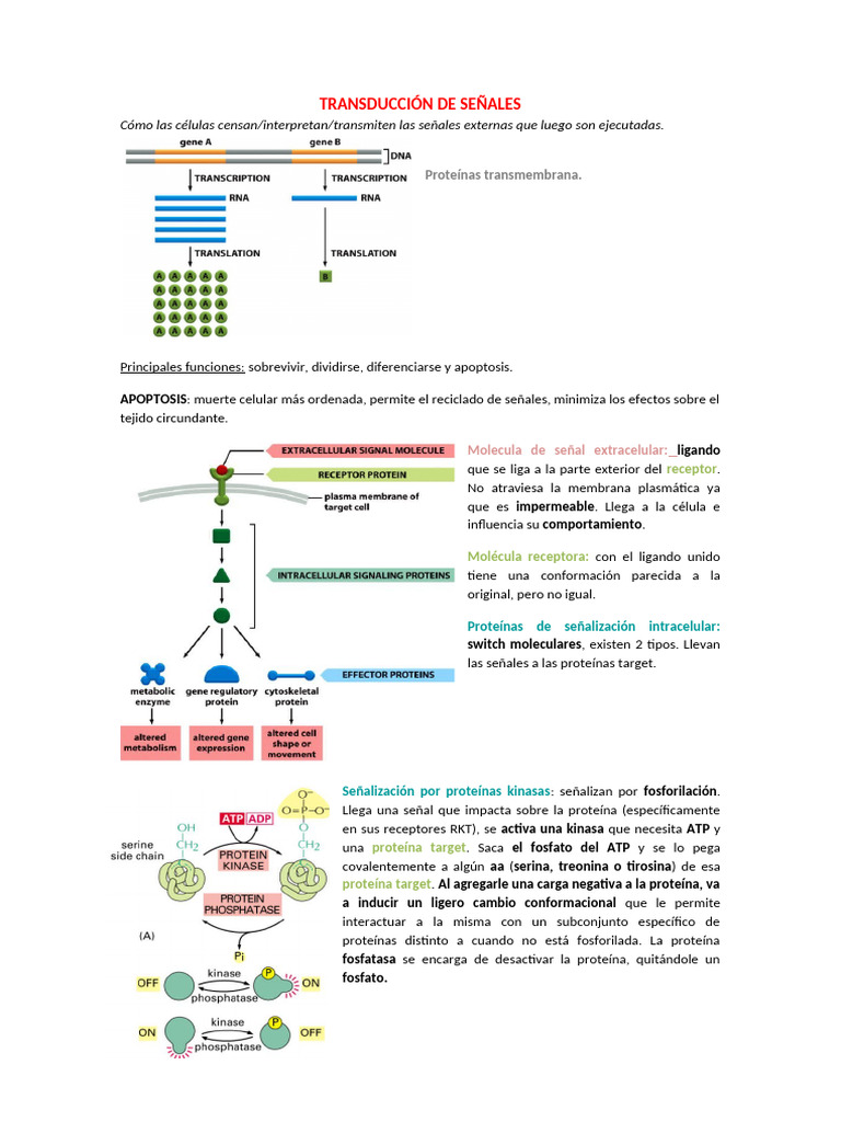 Transducción de señales y apoptosis celular | PDF | Transducción de ...