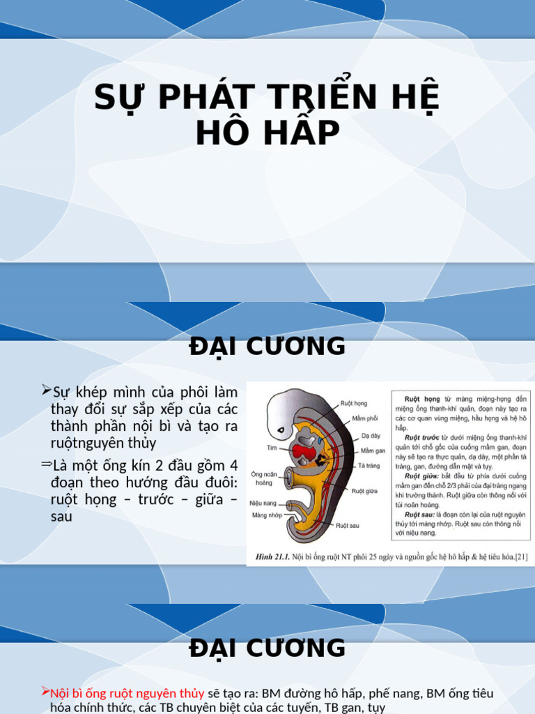 Sự Phát Triển Hệ Hô Hấp | PDF