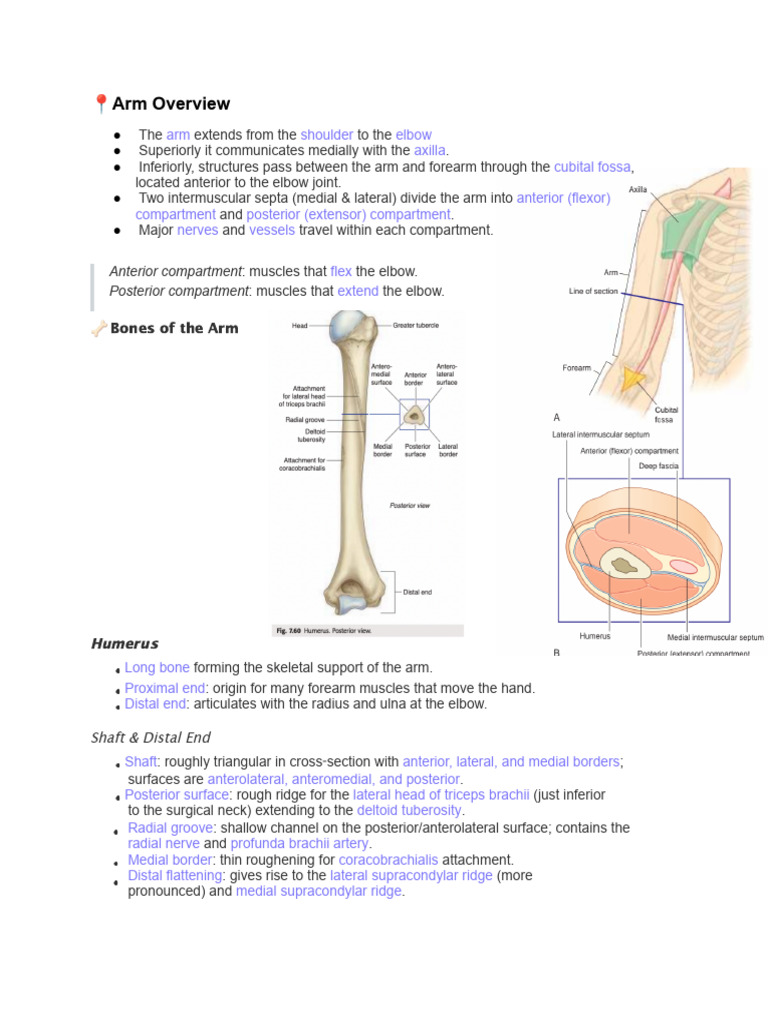 Anatomy of the Arm and Elbow Joint | PDF | Elbow | Arm