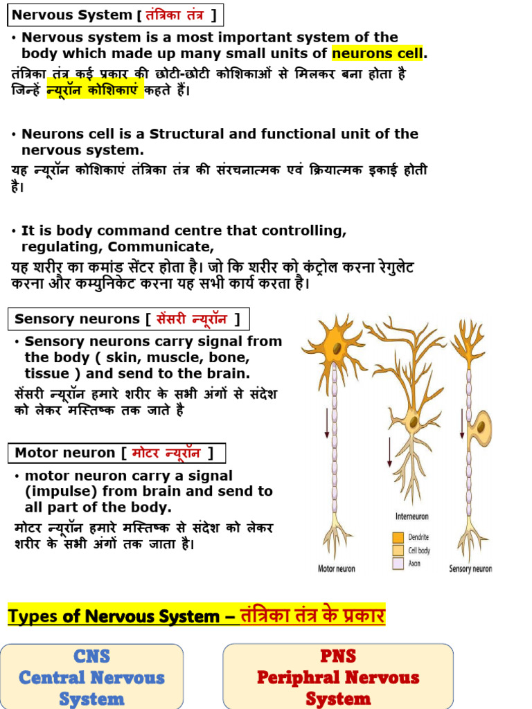 Nervous System | PDF