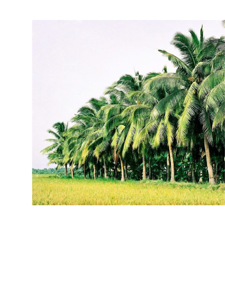 BẾN TRE | PDF