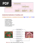 Denture Limiting Structures Overview | PDF | Lip | Dentures