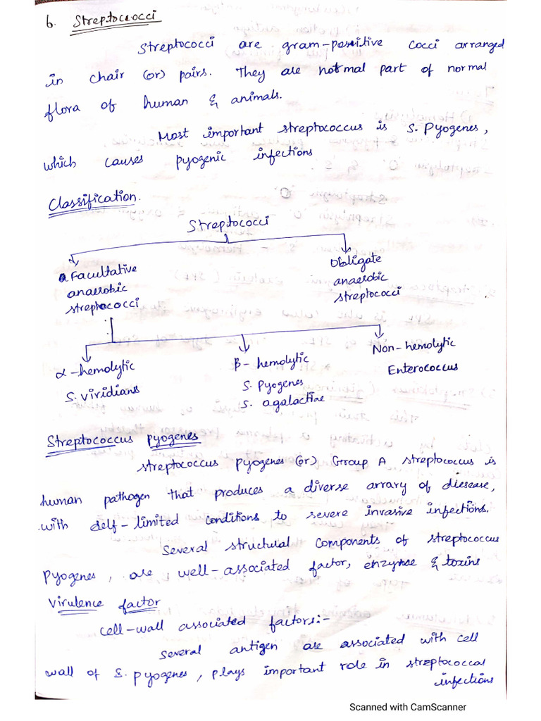Streptococcus | PDF