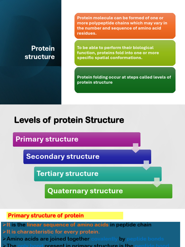 Understanding Protein Structure Levels | PDF | Protein Structure ...