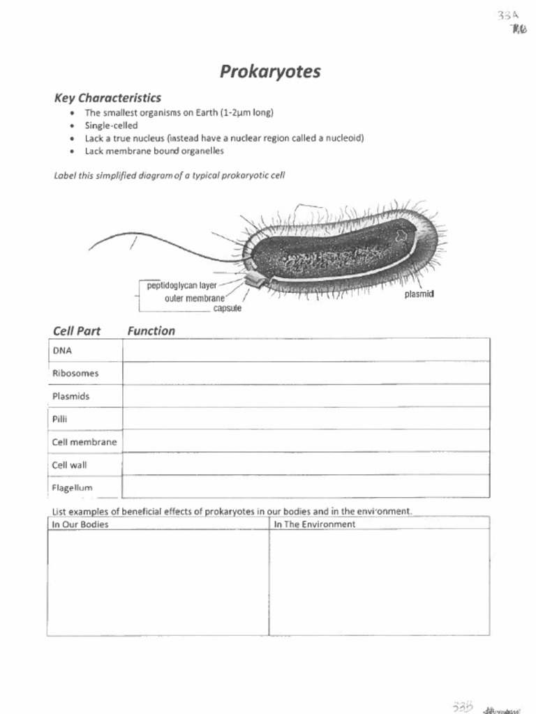 Prokaryotes Notes Students | PDF