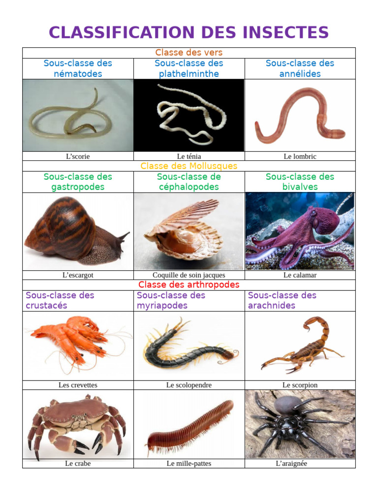 Classification des Insectes et Mollusques | PDF