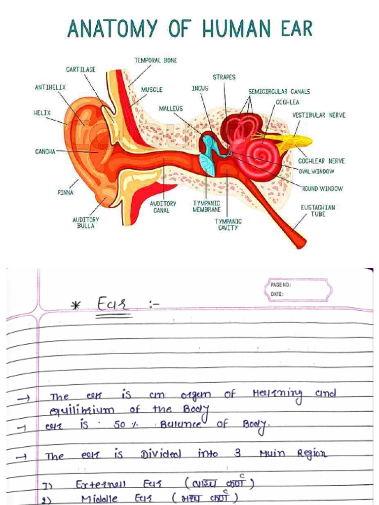 Sensory Organs ( - Ear ?? - Eye ? - Tongue ?) ........ HVL | PDF