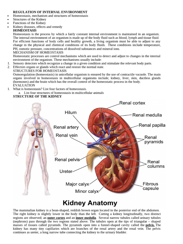 Homeostasis and Kidney Functions Explained | PDF | Central Nervous ...
