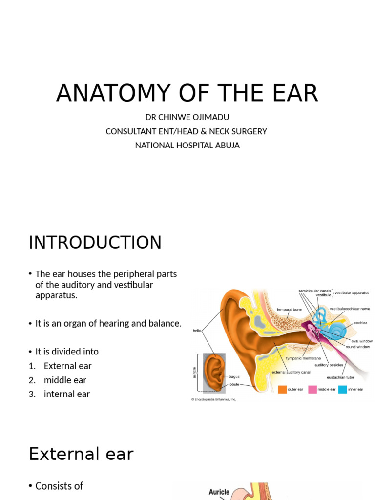 Anatomy of the Ear: Structure & Function | PDF | Ear | Human Anatomy
