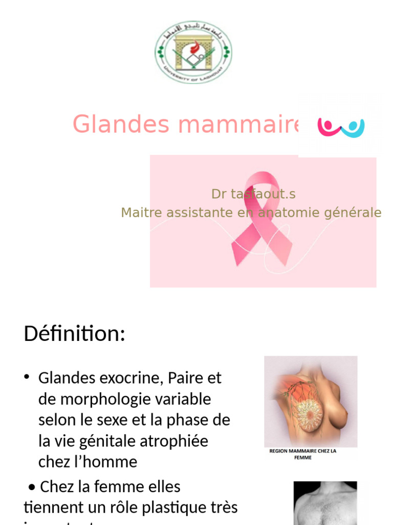 Anatomie des glandes mammaires humaines | PDF | Sein | Organe