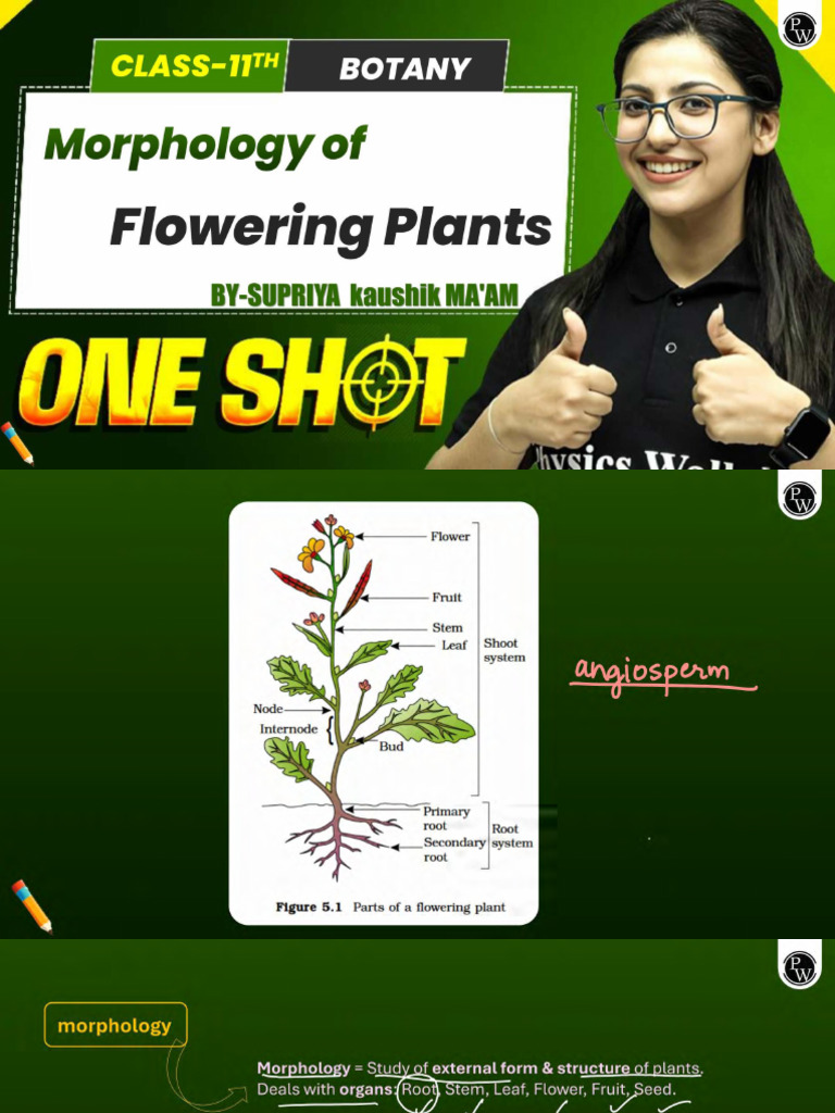 Morphology of Flowering Plants - Class Notes | PDF