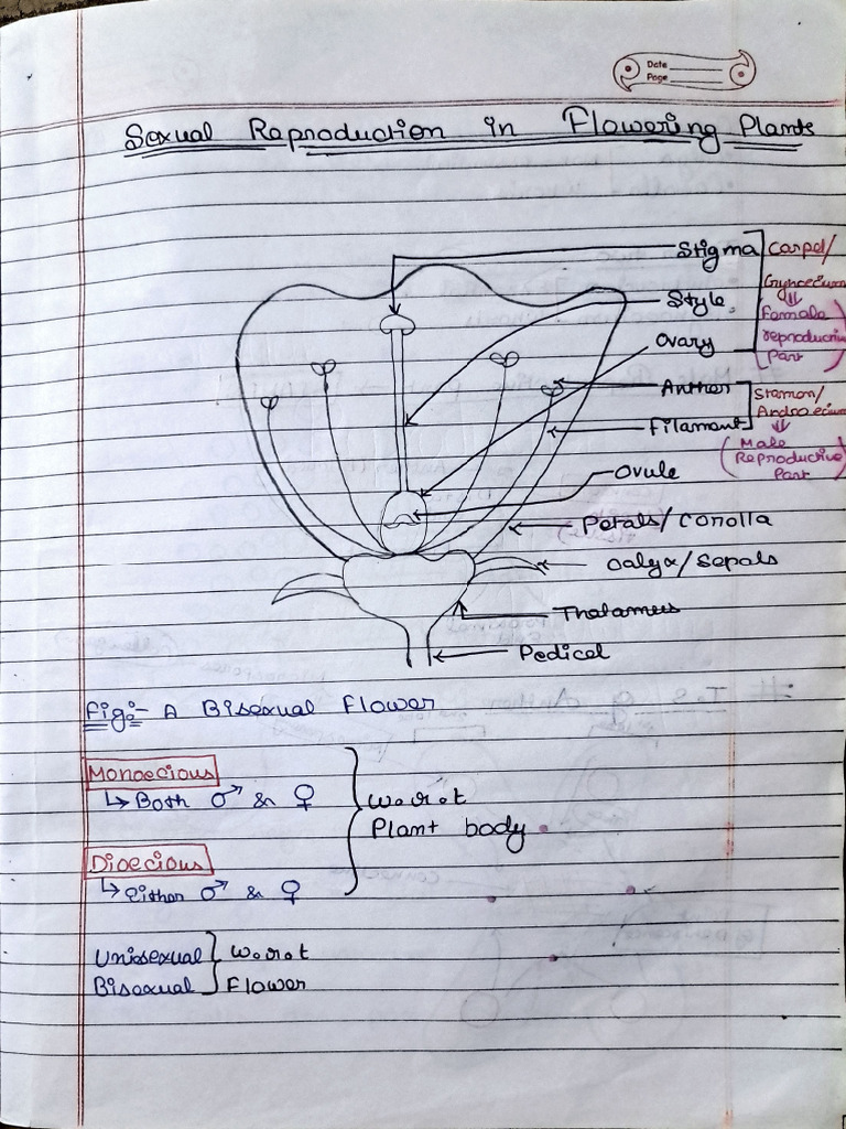 XII - Sexual Reproduction in Flowering Plants - Biology | PDF