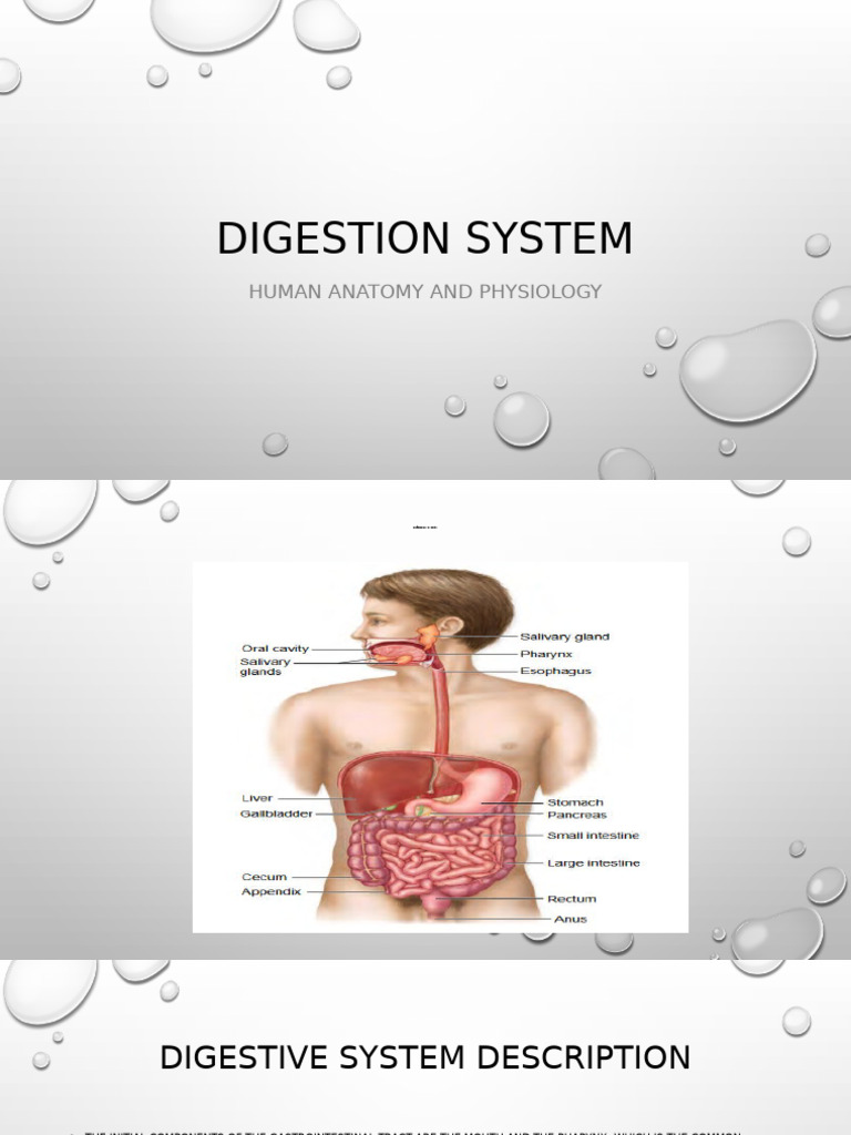 Human Digestive System Overview | PDF | Human Digestive System | Digestion