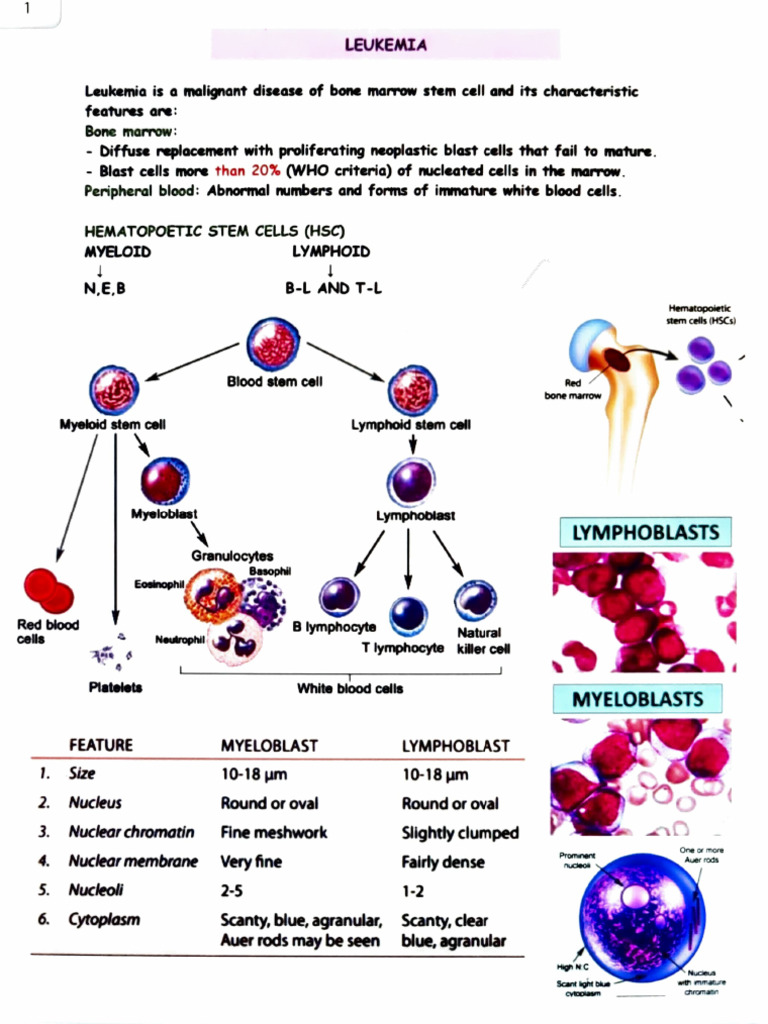 Understanding Chronic Myelogenous Leukemia | PDF