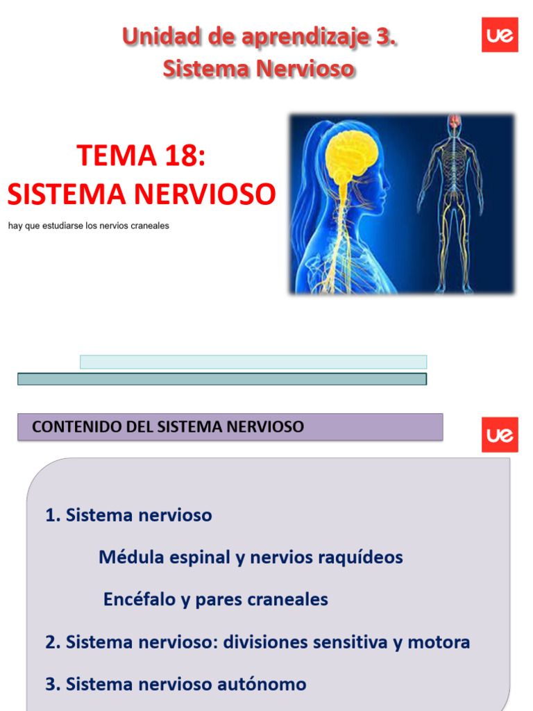 Estructura y Función del Sistema Nervioso | PDF | Sistema nervioso ...