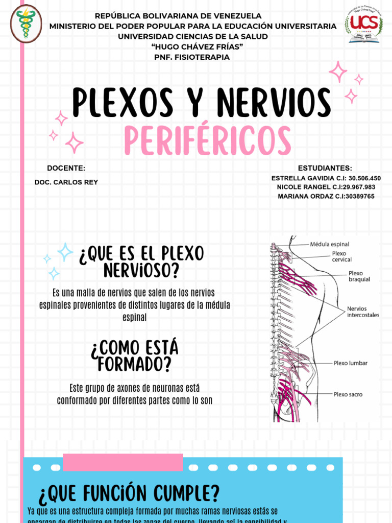 LX de Plexos y Nervios Periféricos - 20240618 - 033313 - 0000 | PDF ...