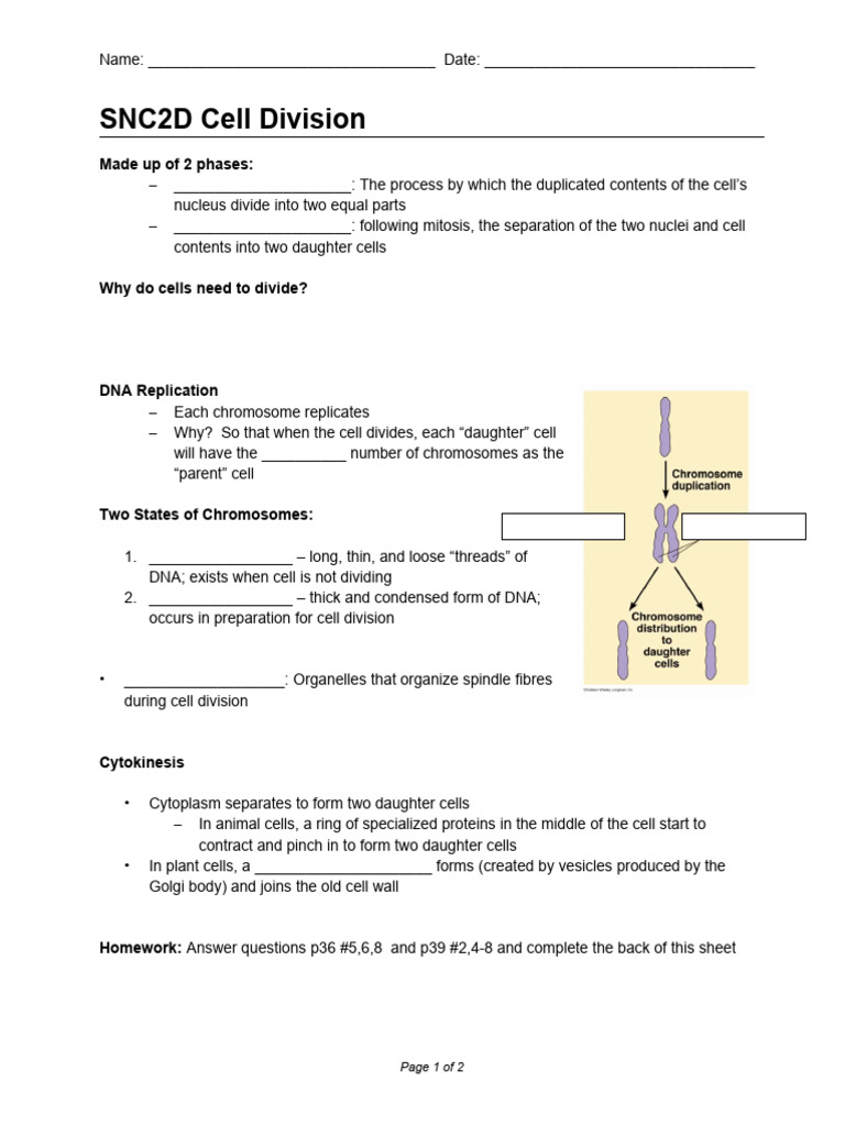 Understanding Cell Division and Mitosis | PDF