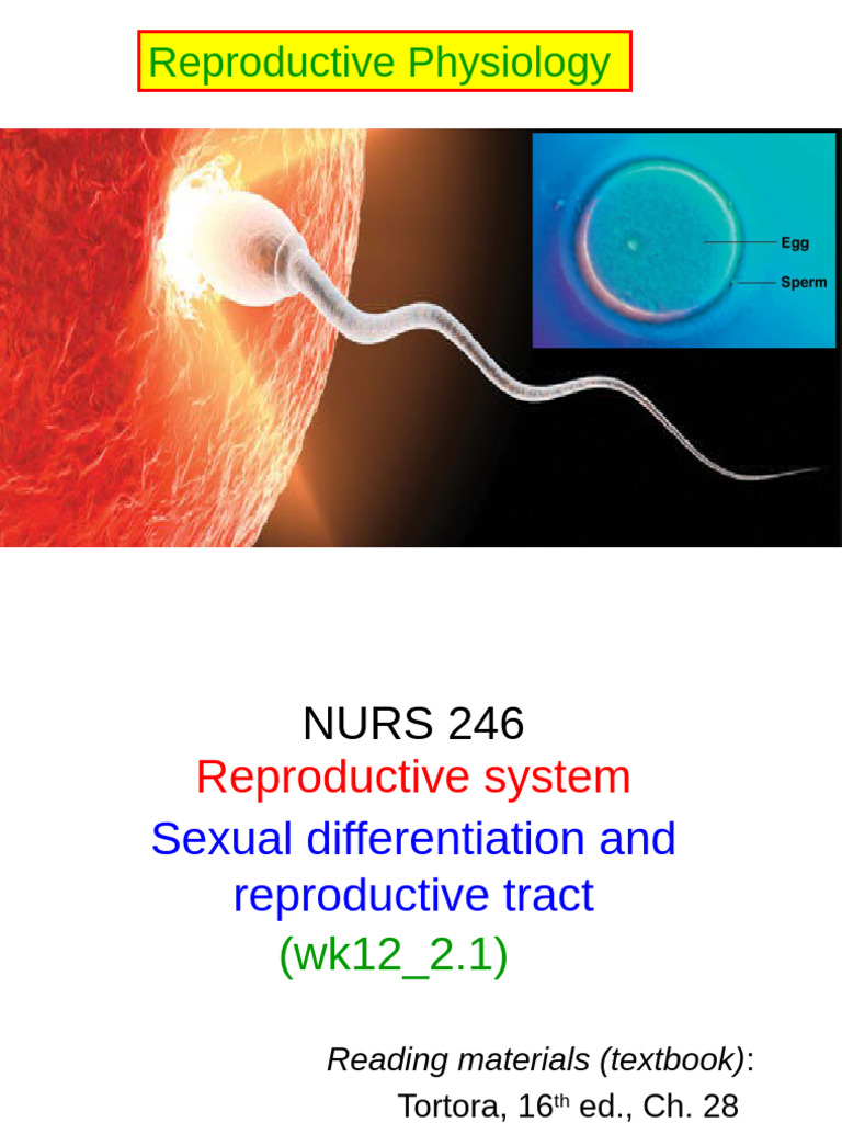 Reproductive Physiology Overview | PDF | Androgen | Sexual Anatomy
