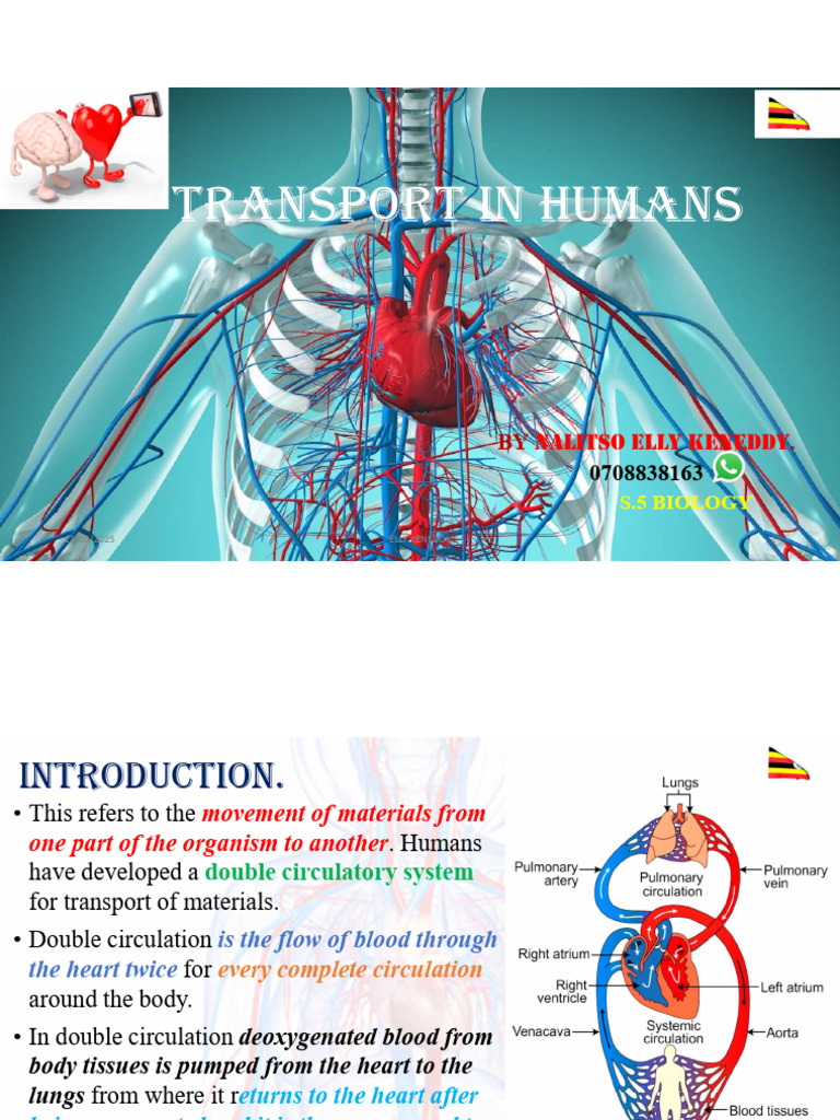 Transport in Humans by at Elly Kenny | PDF | Heart Valve | Atrium (Heart)