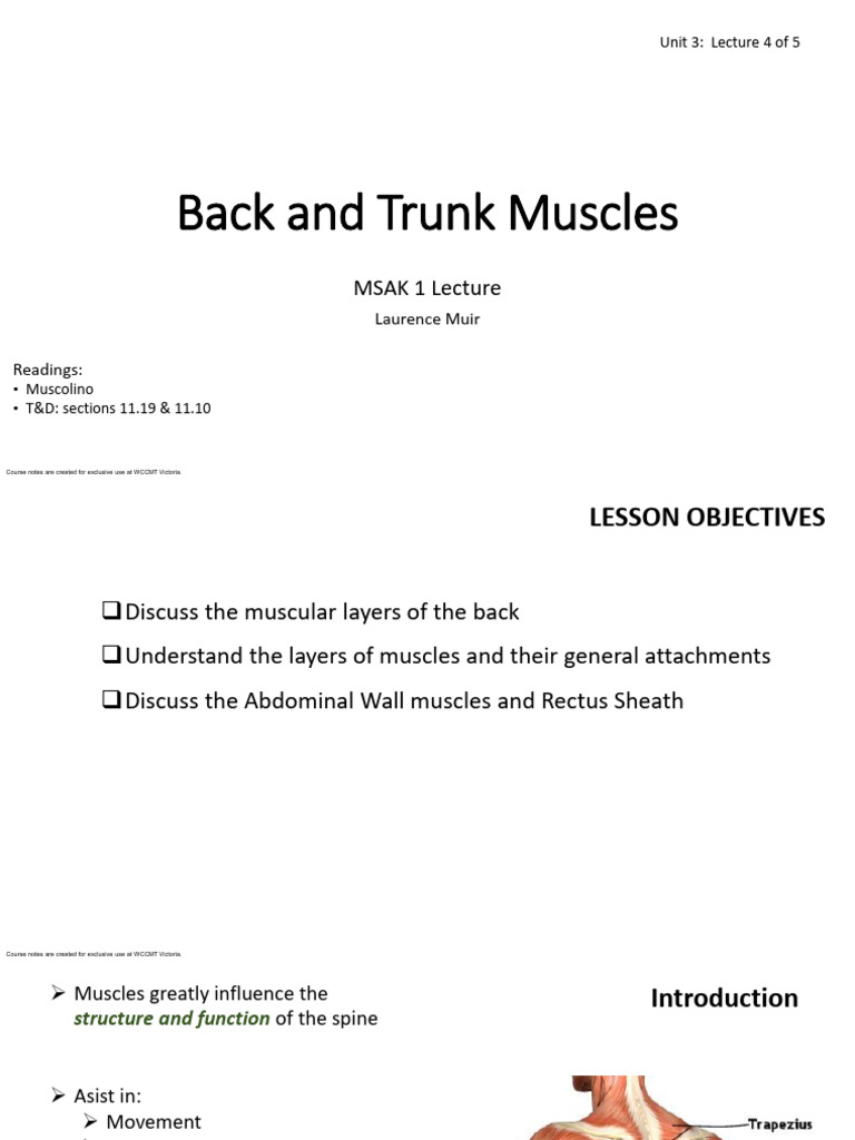 Back and Trunk Muscle Anatomy Guide | PDF | Abdomen | Vertebra