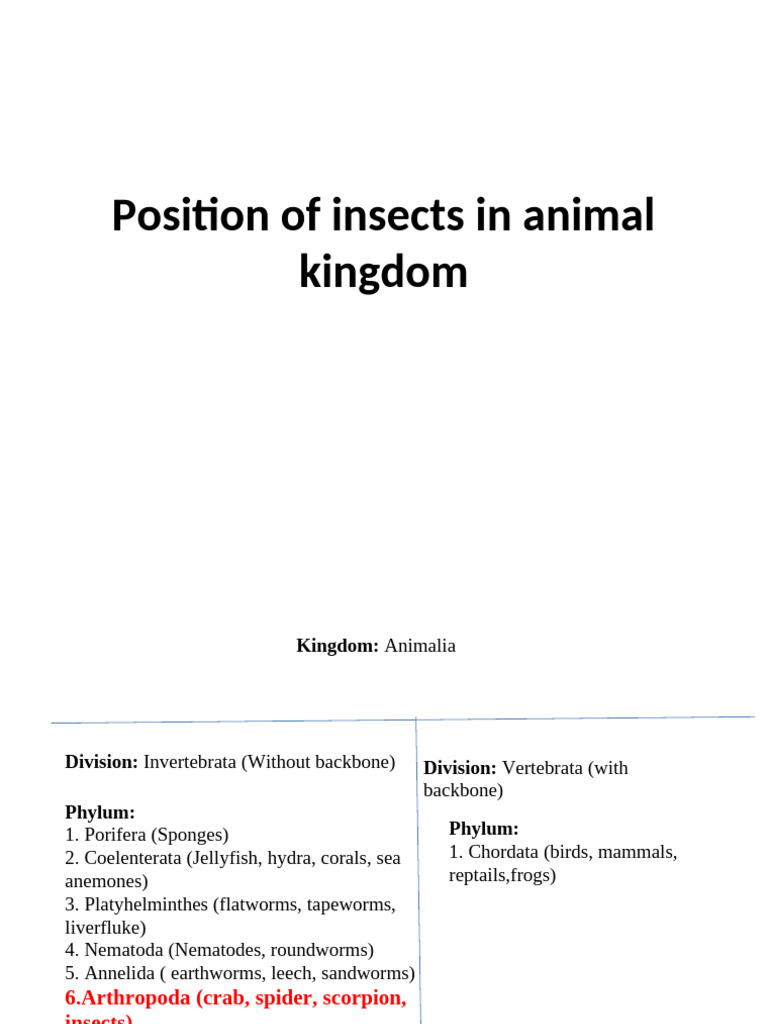 Insects in the Animal Kingdom Overview | PDF | Arthropods | Zoology