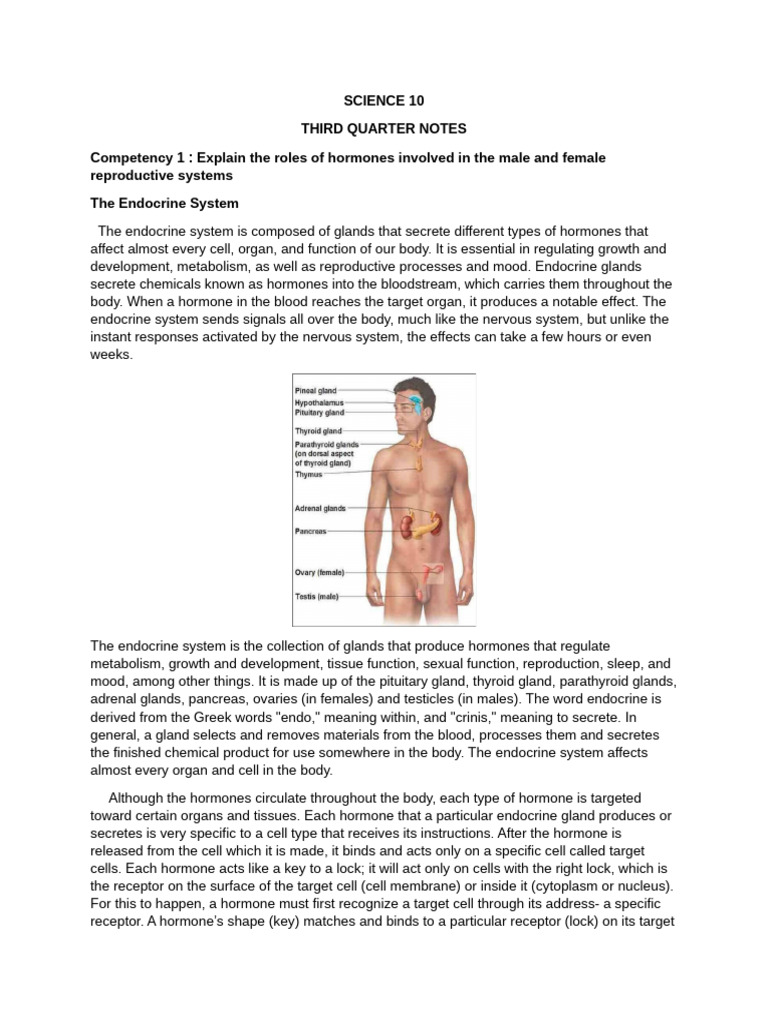 Endocrine and Reproductive System Overview | PDF | Menstrual Cycle ...