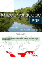 Familia Rhizophoraceae