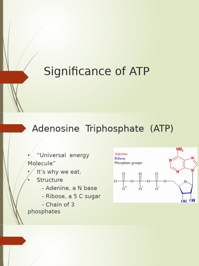 Importance of Adenosine Triphosphate | PDF