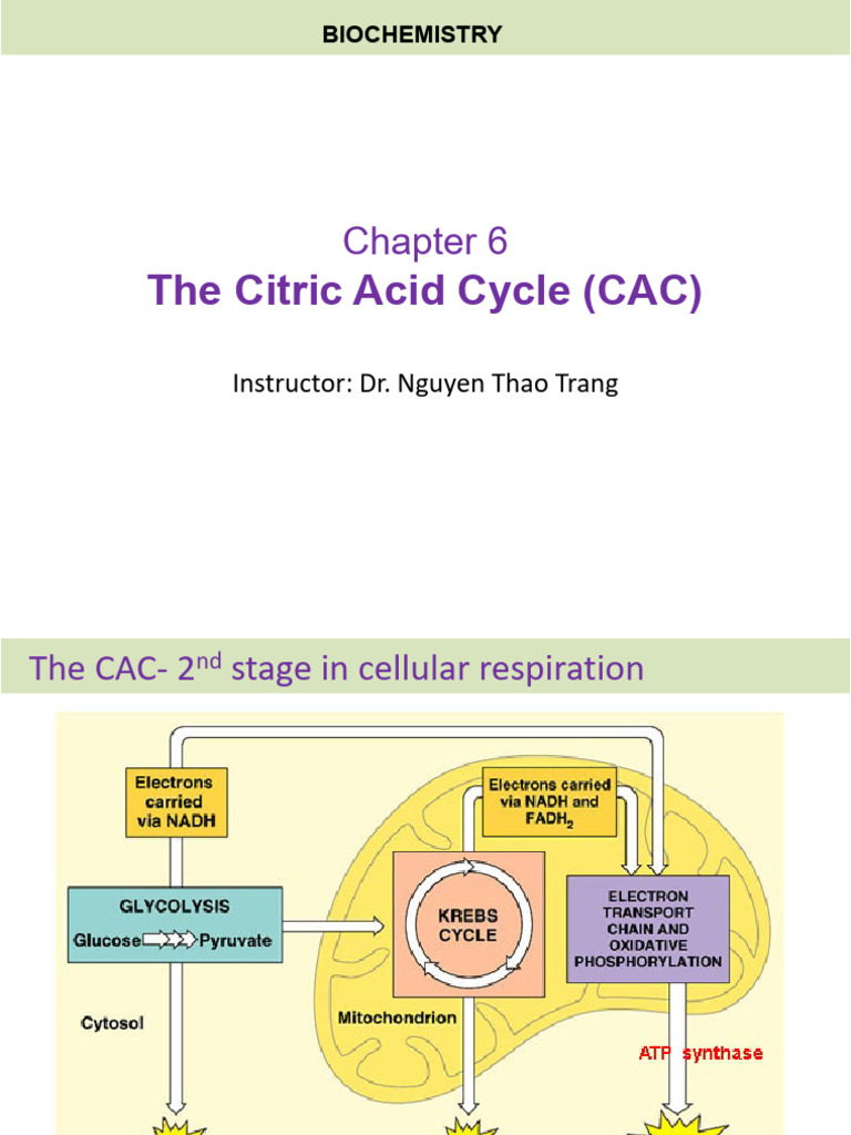Chapter 6 - The Citric Acid Circle CAC | PDF | Diet & Nutrition | Chemistry