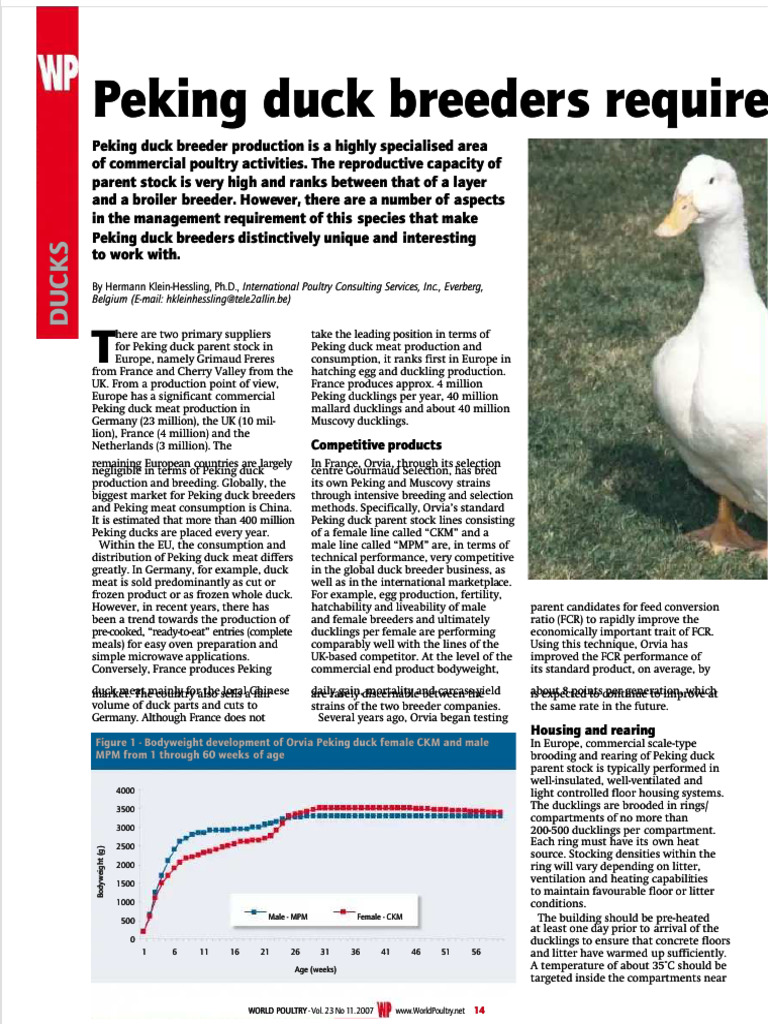Peking Duck Breeder Production Insights | PDF | Poultry Farming | Broiler