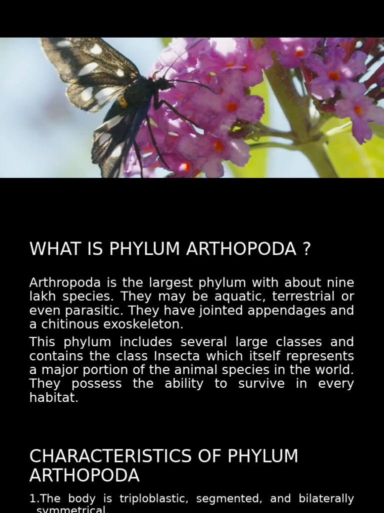 Overview of Phylum Arthropoda | PDF | Crustacean | Invertebrate