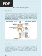 The Human Skeletal System