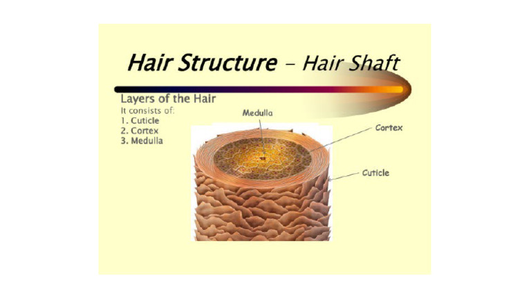 Hair Structure | PDF