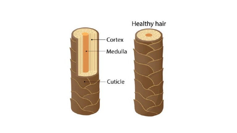 Hair Labelled 3d | PDF