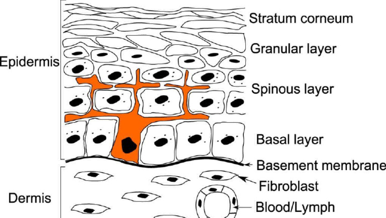 Skin Morphology | PDF